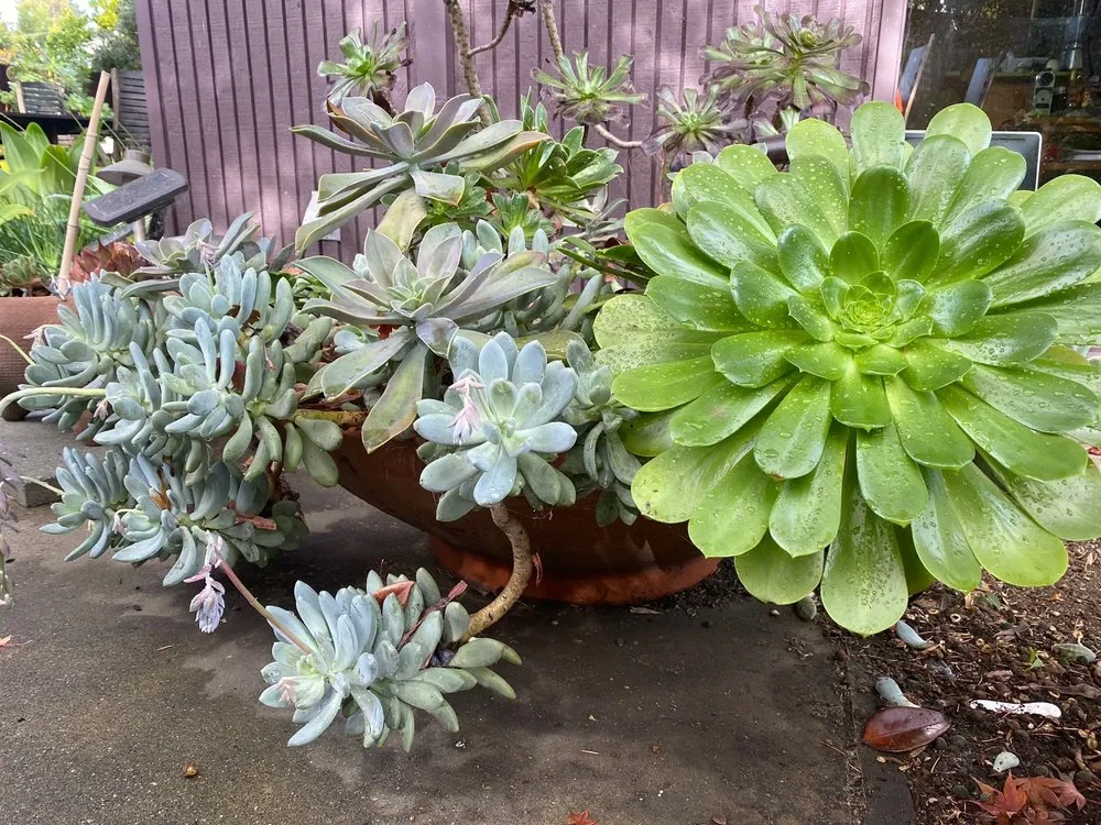 Professional lawn mowing service in Palo Alto, CA - Green Thumbs Up