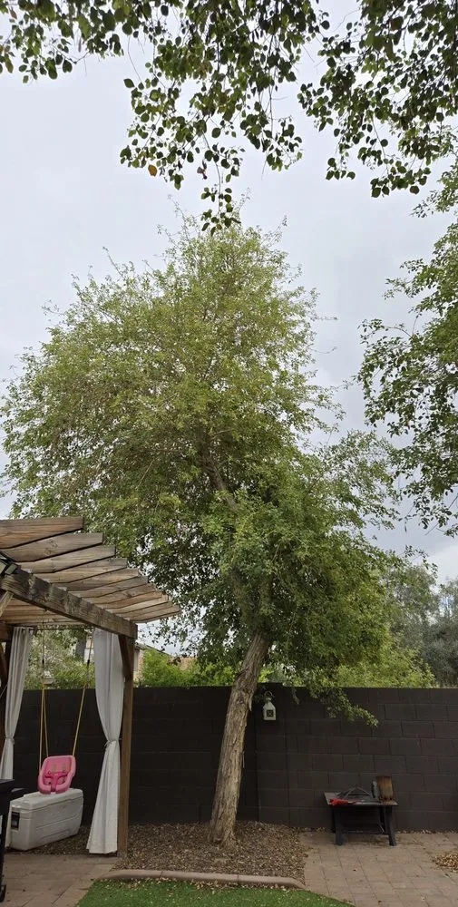 Local yard cleanup service in Surprise, AZ by Green Tier Landscape