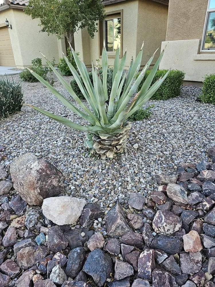 Trusted outdoor landscaping in Surprise, AZ - Green Tier Landscape