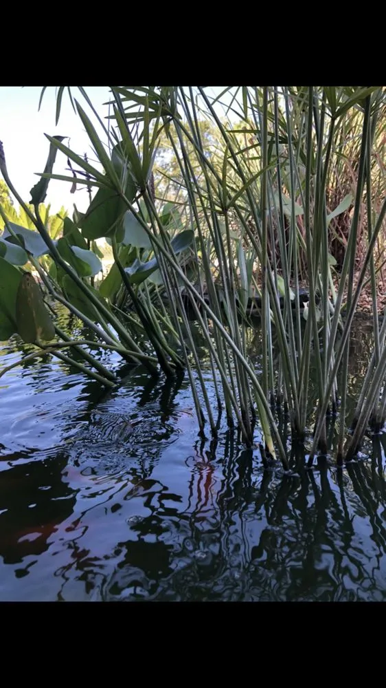 Expert landscaping services in Spring Hill, FL - Green Tongue Landscaping & Koi Pond Design