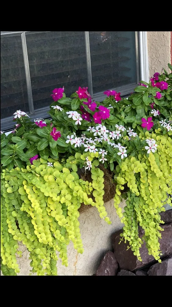 Affordable yard cleanup service experts serving Spring Hill, FL - Green Tongue Landscaping & Koi Pond Design