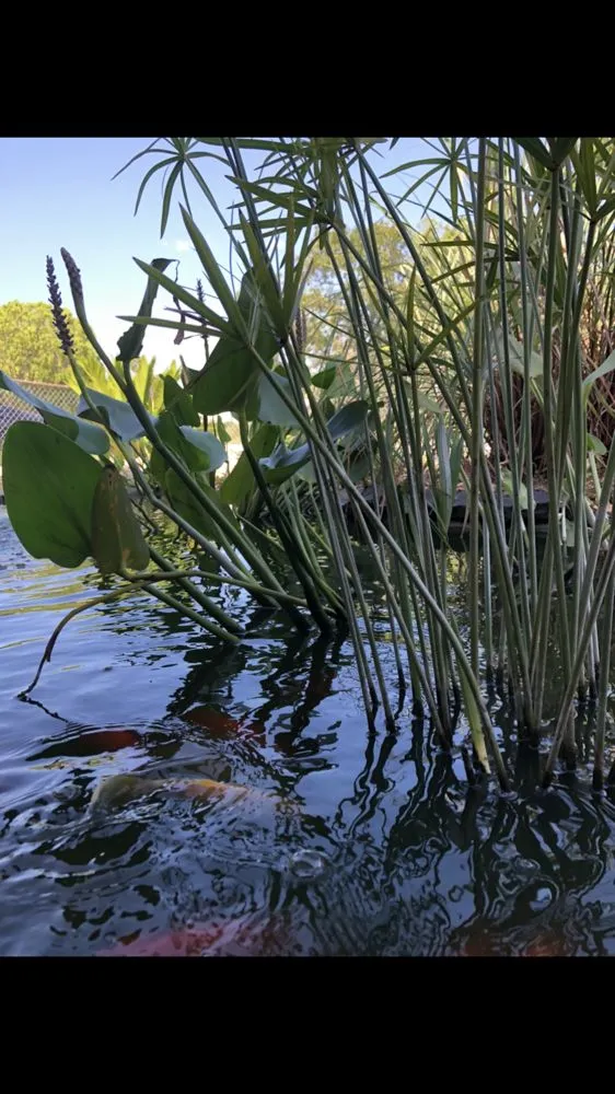 Local landscape installation for year-round maintenance in Spring Hill, FL by Green Tongue Landscaping & Koi Pond Design