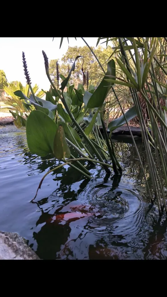 Reliable landscaping services experts serving Spring Hill, FL - Green Tongue Landscaping & Koi Pond Design