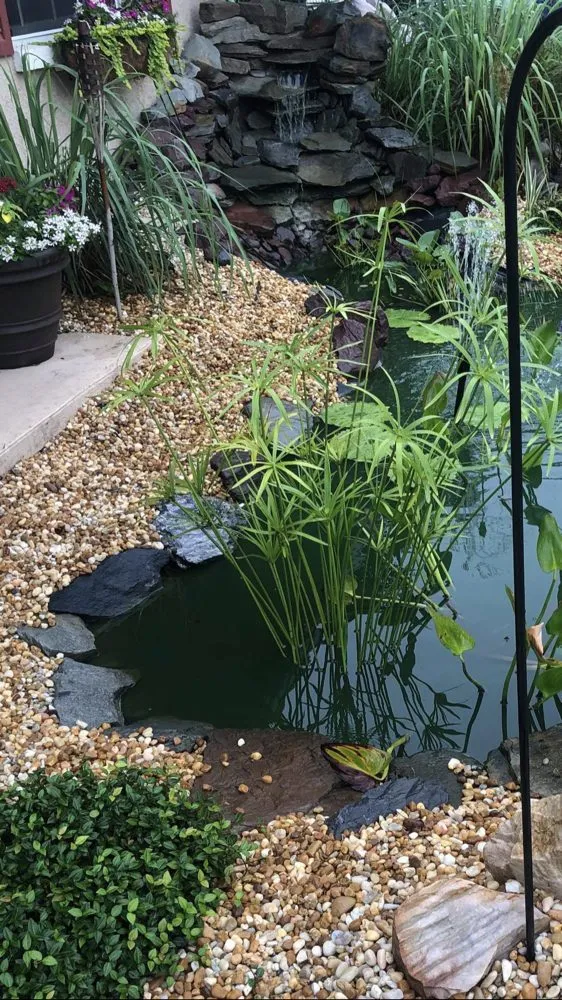 Local garden landscaping for residential properties across Spring Hill, FL - Green Tongue Landscaping & Koi Pond Design