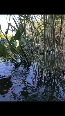 Green Tongue Landscaping & Koi Pond Design Logo