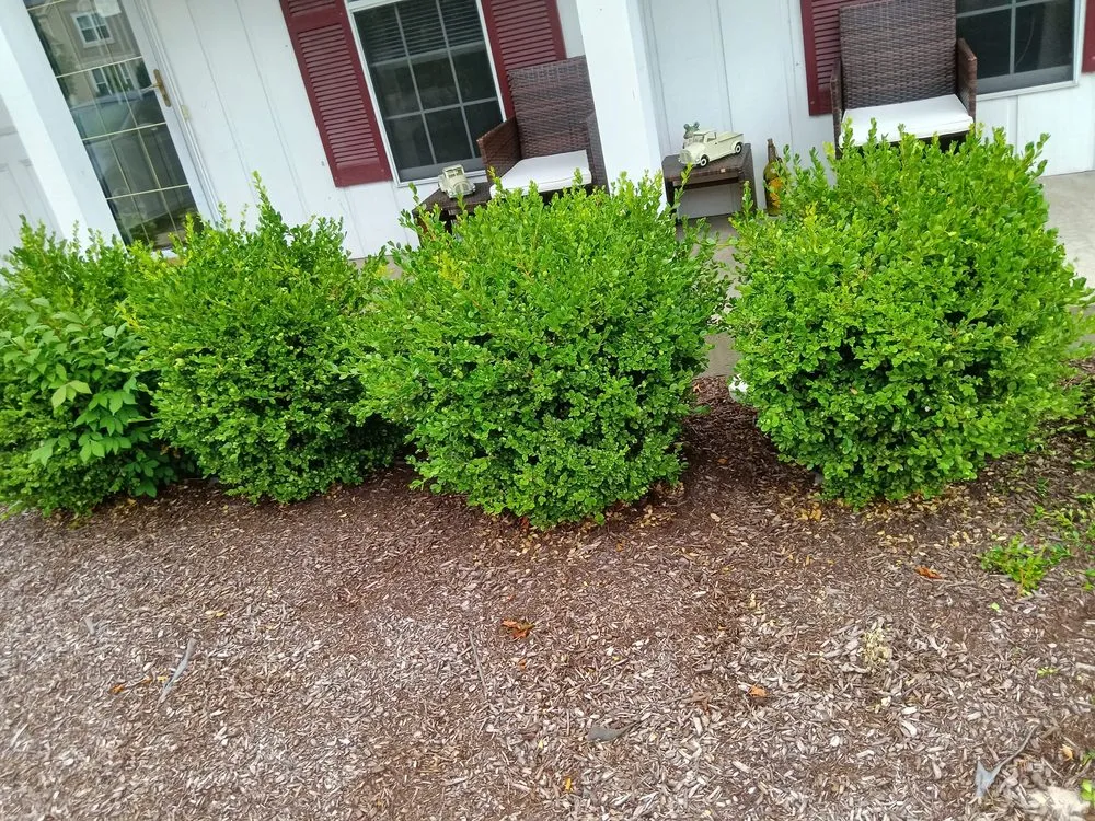 Trusted yard maintenance with custom design in South Elgin, IL by Green Toro Lawn Care