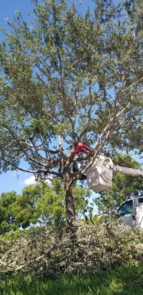 Affordable landscaping services experts serving Miami, FL - Green Touch Landscaping