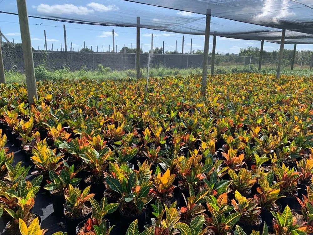 Custom yard cleanup service experts serving Miami, FL - Green Touch Landscaping