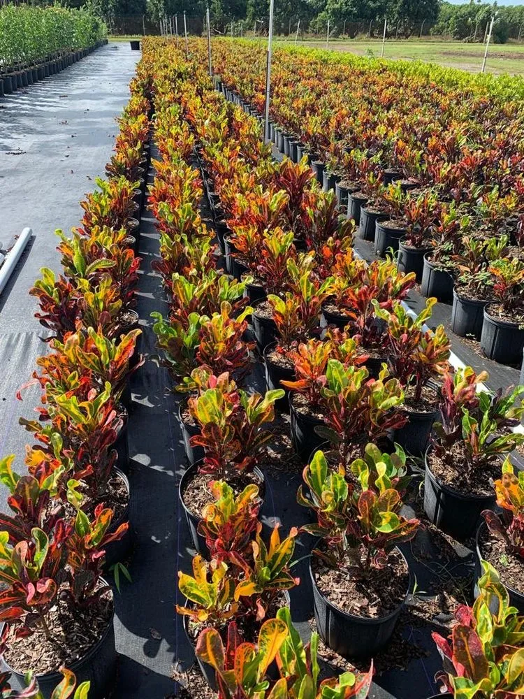 Local lawn mowing service in Miami, FL - Green Touch Landscaping