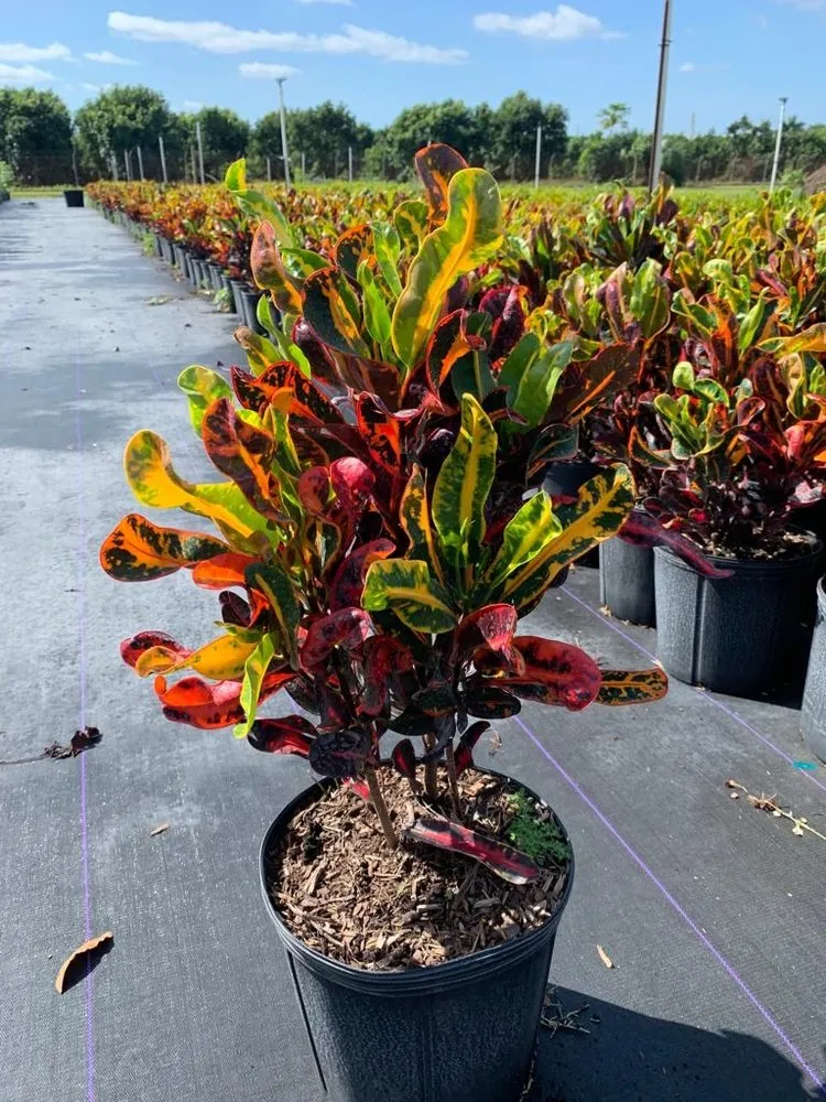 Reliable landscaping services in Miami, FL by Green Touch Landscaping