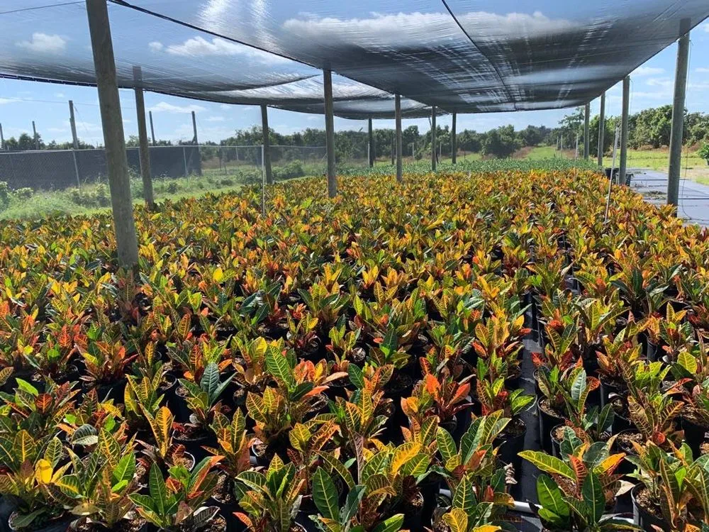 Custom lawn mowing service for year-round maintenance in Miami, FL by Green Touch Landscaping