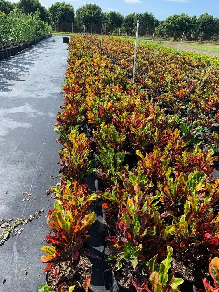 Professional lawn mowing service with custom design in Miami, FL by Green Touch Landscaping