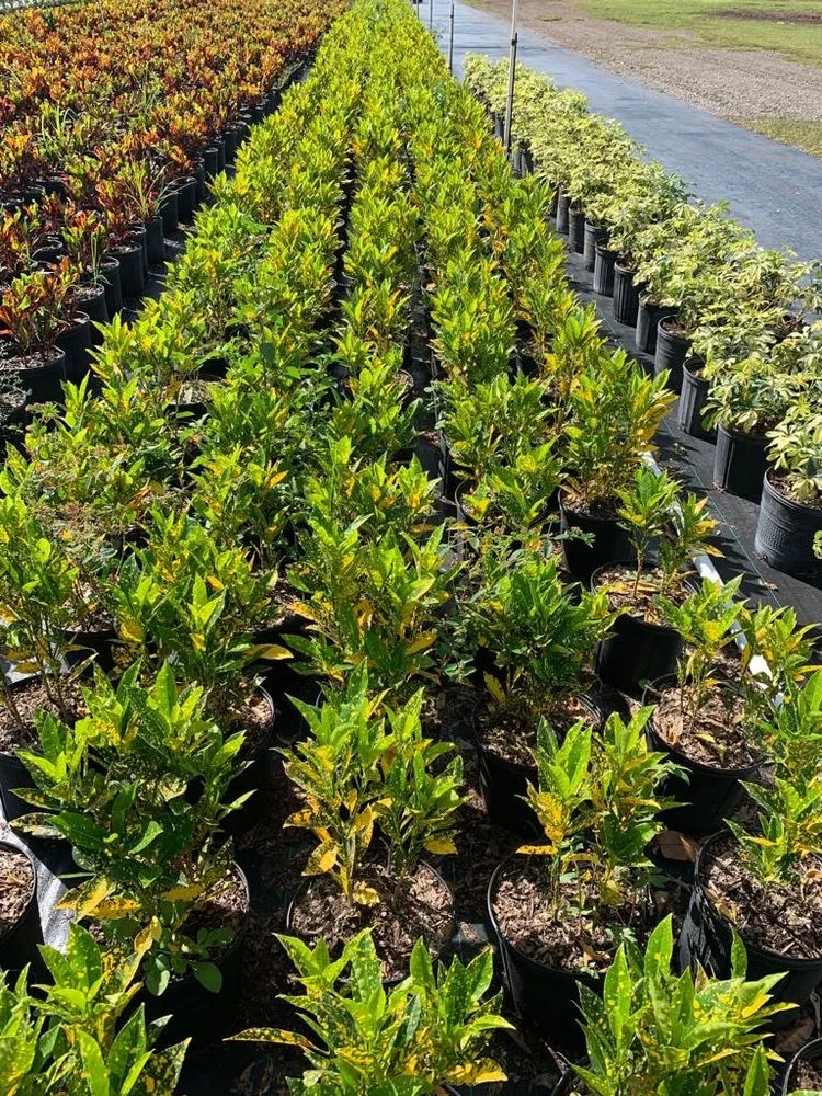 Expert landscape design for homes across Miami, FL - Green Touch Landscaping