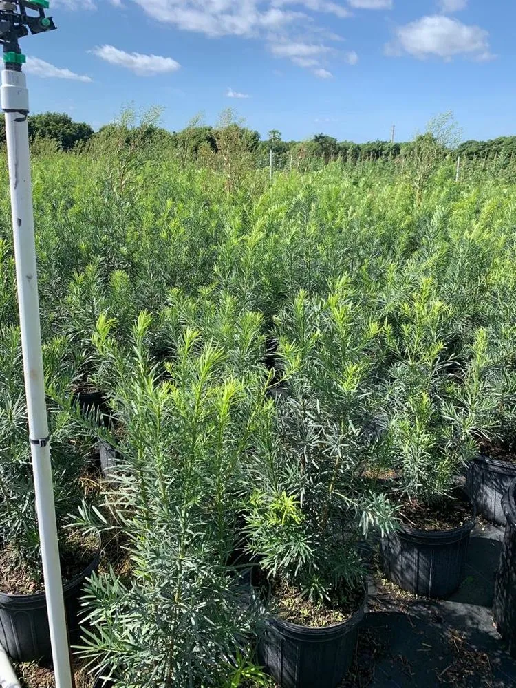 Local yard maintenance in Miami, FL - Green Touch Landscaping