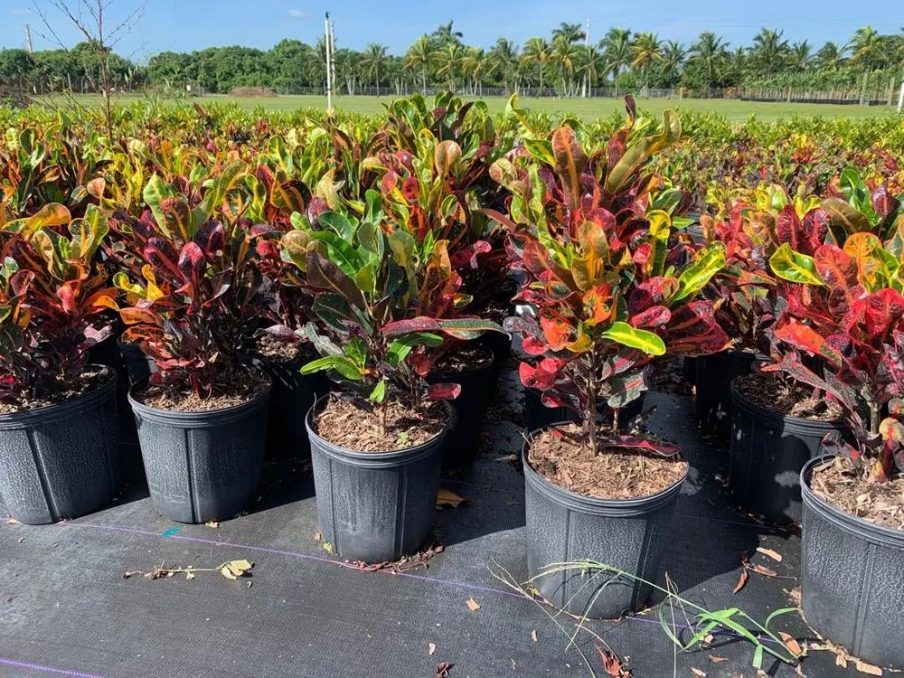 Expert residential landscaping in Miami, FL - Green Touch Landscaping