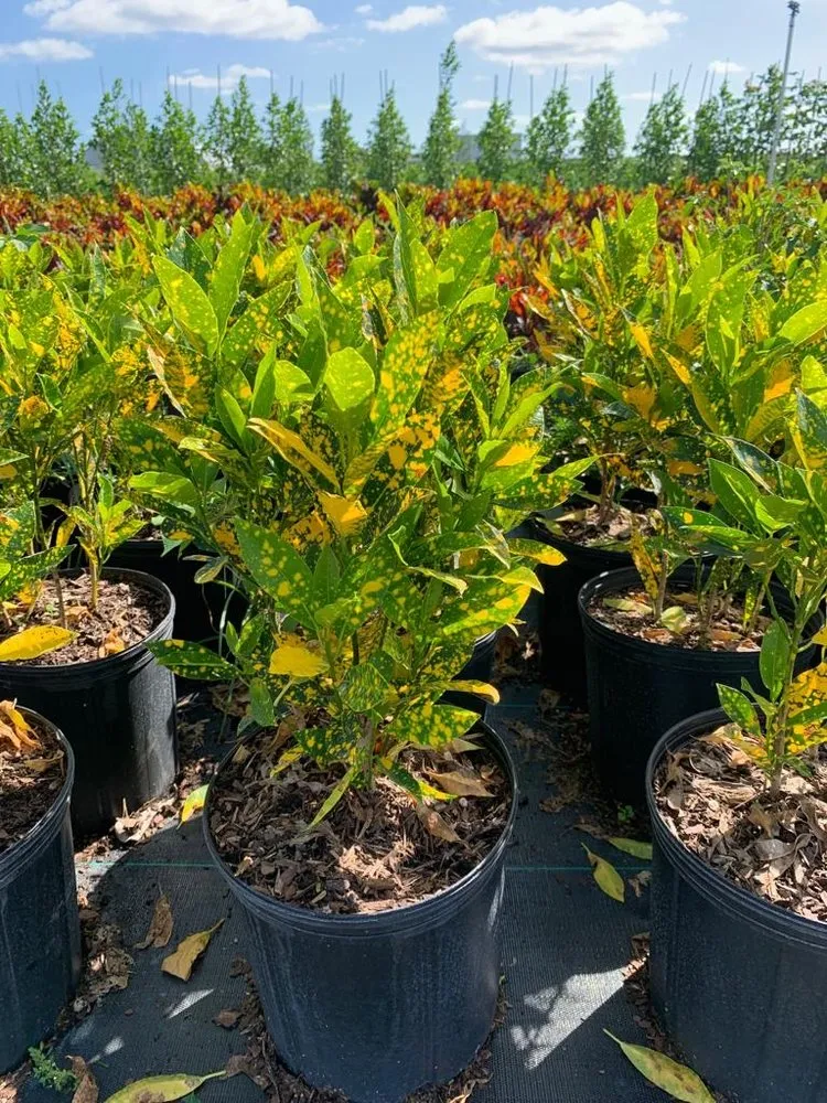 Professional yard maintenance for residential properties across Miami, FL - Green Touch Landscaping