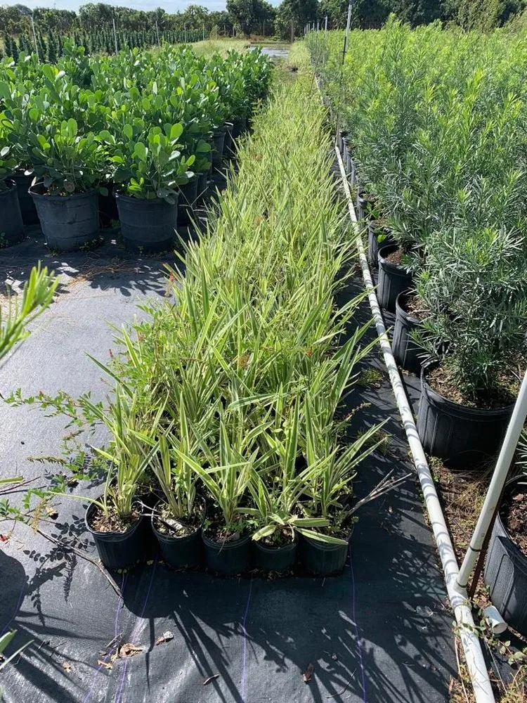 Top-rated yard cleanup service experts serving Miami, FL - Green Touch Landscaping