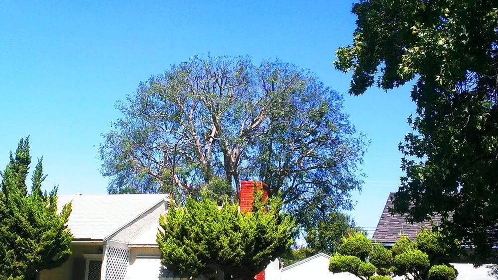 Expert residential landscaping with custom design across Bellflower, CA - Green Touch Tree and Landscaping Services