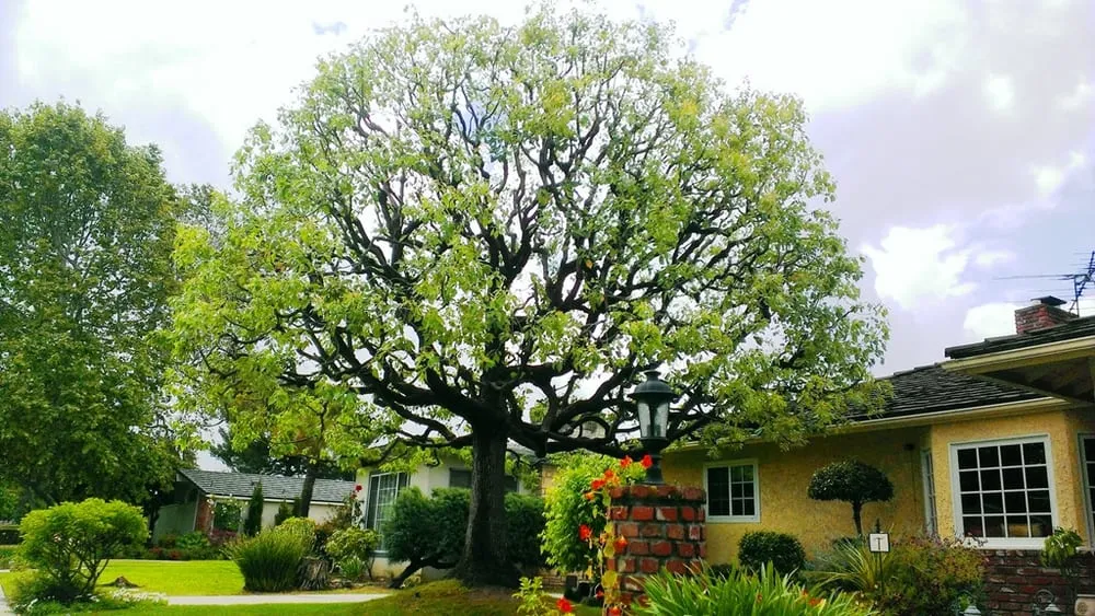 Affordable lawn care service near you in Bellflower, CA by Green Touch Tree and Landscaping Services