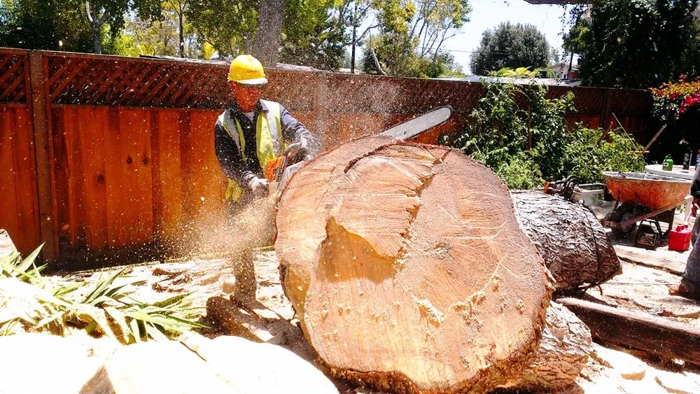 Local landscape design for outdoor upgrades across Bellflower, CA - Green Touch Tree and Landscaping Services