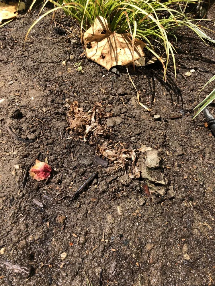 Top-rated landscape installation near you across Bellflower, CA - Green Touch Tree and Landscaping Services