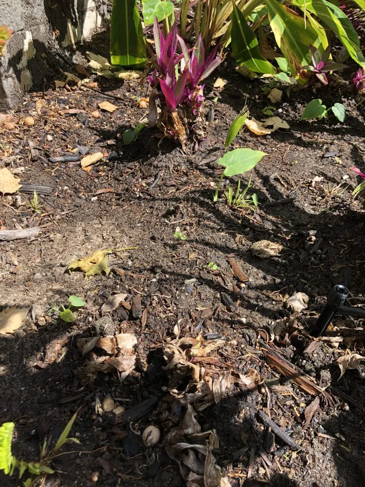 Reliable landscape installation in Bellflower, CA by Green Touch Tree and Landscaping Services