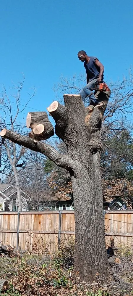 Affordable yard maintenance in Abilene, TX by Green Tree and Landscaping