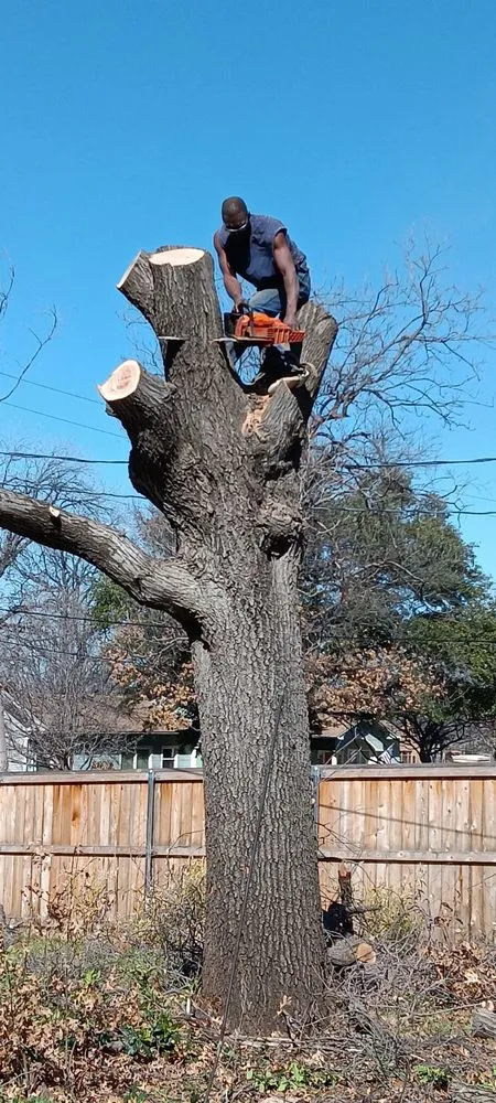 Affordable yard cleanup service for beautiful yards in Abilene, TX by Green Tree and Landscaping