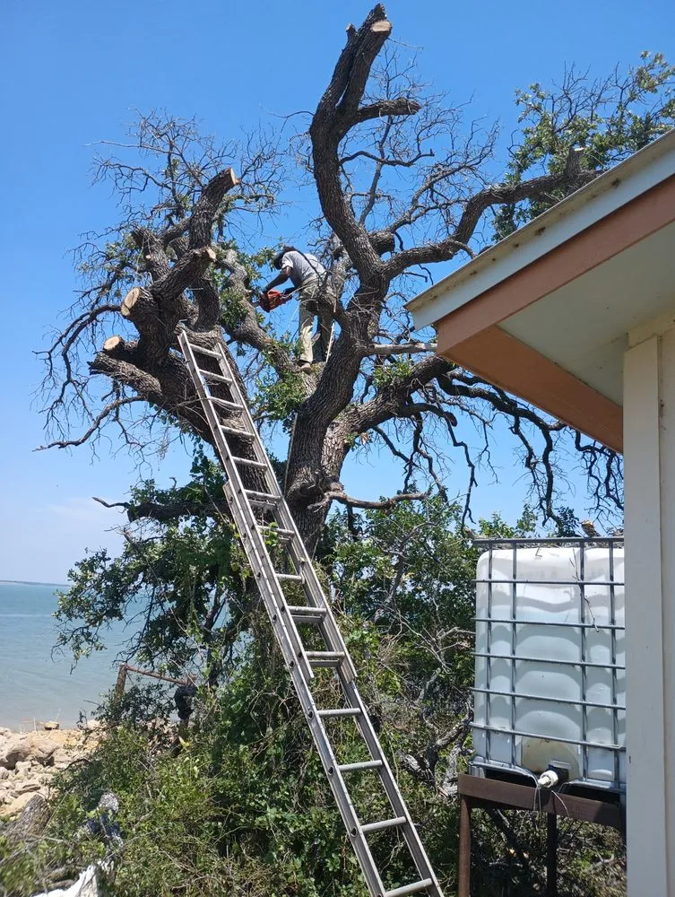 Professional lawn care service in Abilene, TX by Green Tree and Landscaping