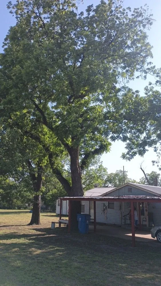 Reliable landscape installation experts serving Abilene, TX - Green Tree and Landscaping