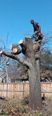 Green Tree and Landscaping Logo