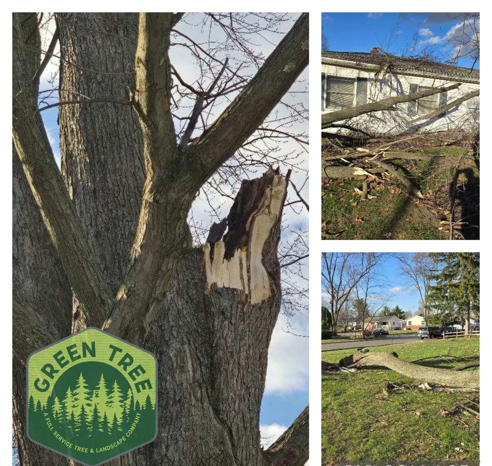 Local yard cleanup service for beautiful yards in Columbus, OH by Green Tree