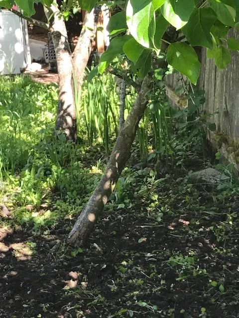 Top-rated lawn mowing service experts serving Eugene, OR - Green Tree Landscaping & Maintenance