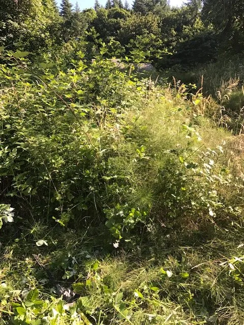 Local outdoor landscaping in Eugene, OR by Green Tree Landscaping & Maintenance