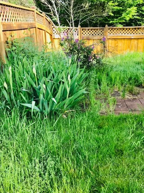 Affordable yard maintenance experts serving Eugene, OR - Green Tree Landscaping & Maintenance