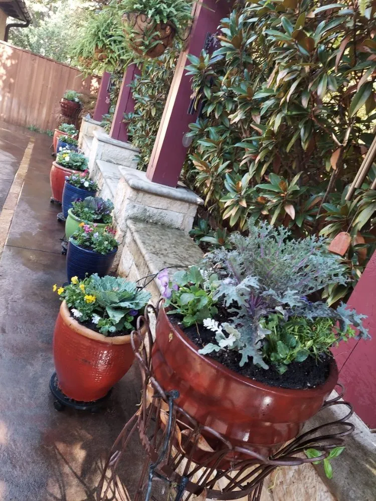 Local lawn care service in Plano, TX - Green Tree Landscaping