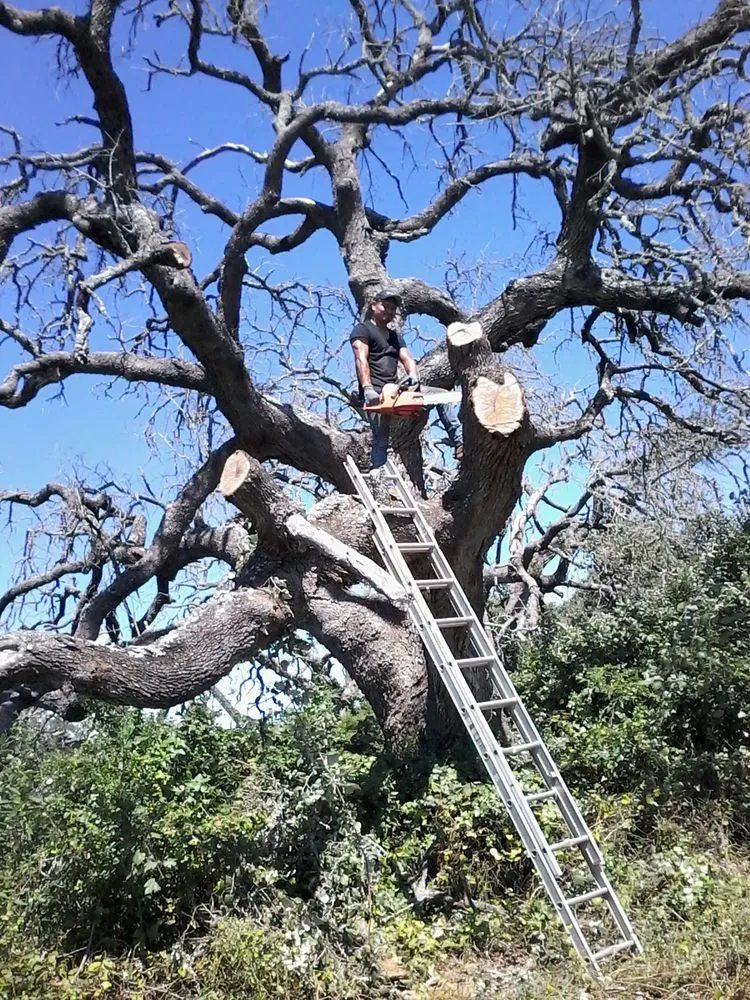 Trusted garden landscaping for year-round maintenance in Dallas, TX by Green Tree Lawn Care Services