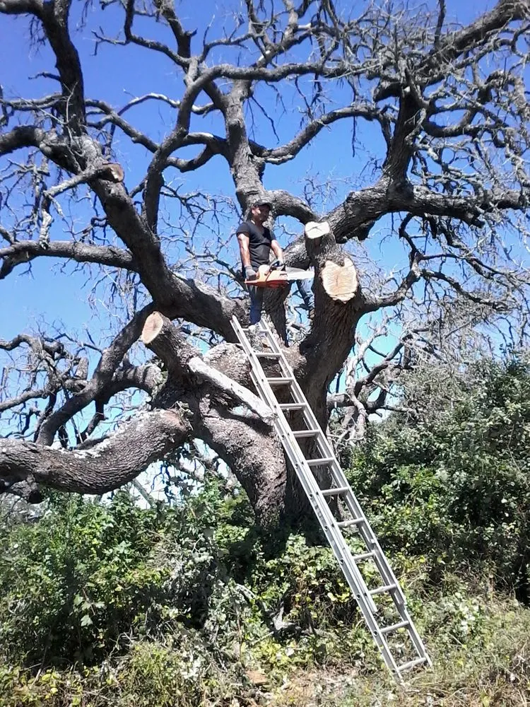 Affordable yard cleanup service near you across Dallas, TX - Green Tree Lawn Care Services