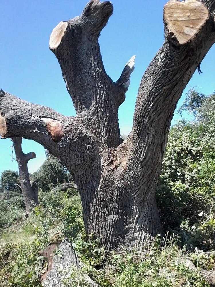 Affordable residential landscaping in Dallas, TX - Green Tree Lawn Care Services