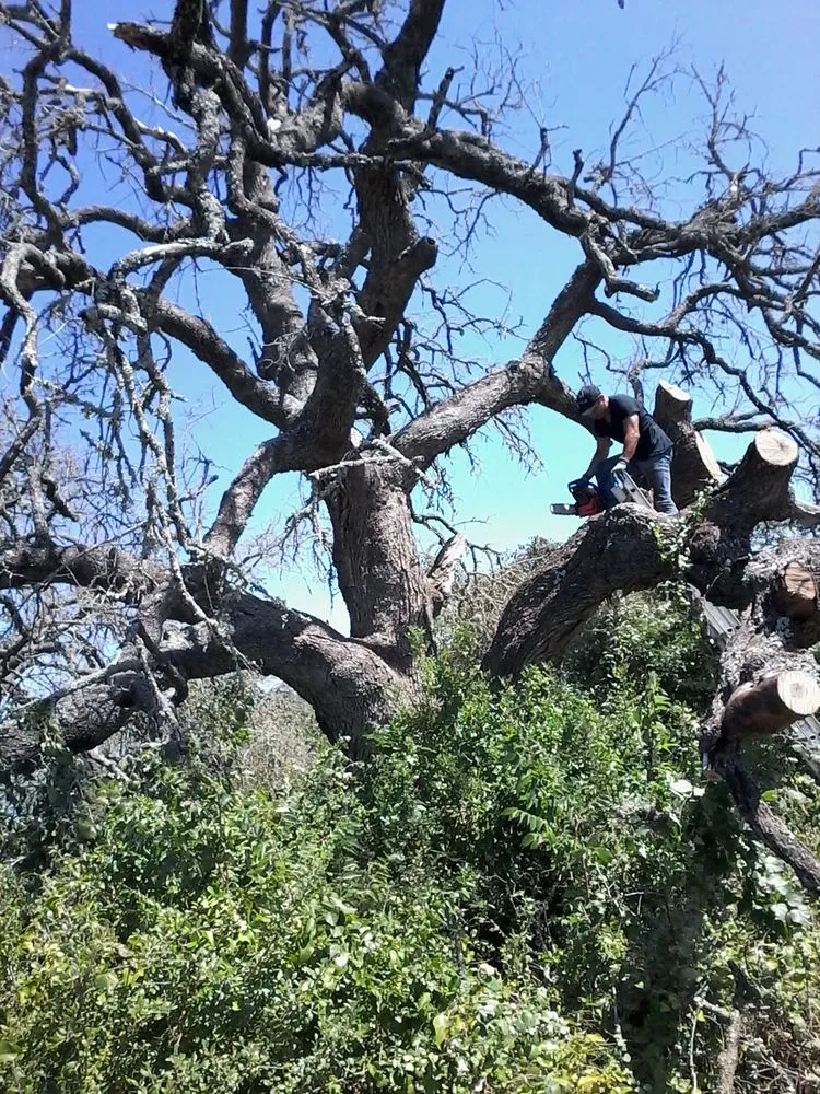 Custom lawn care service in Dallas, TX - Green Tree Lawn Care Services