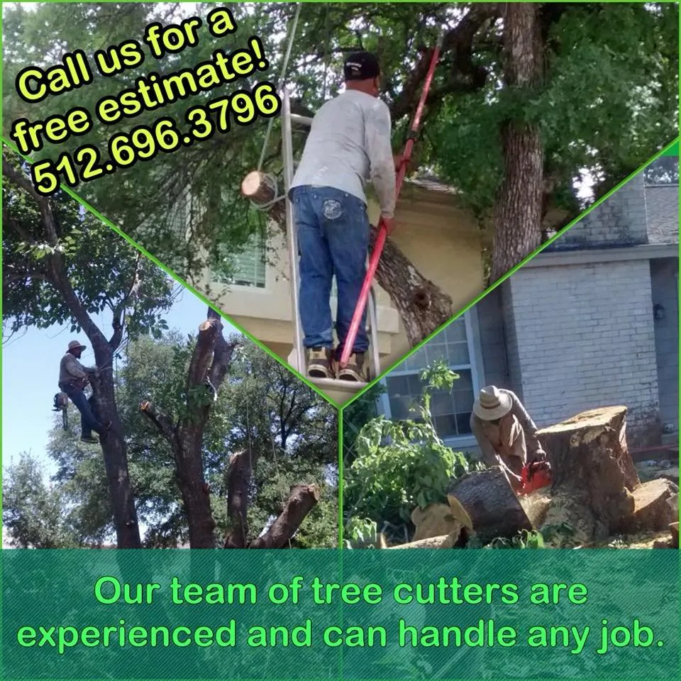 Reliable yard maintenance in Dallas, TX - Green Tree Lawn Care Services