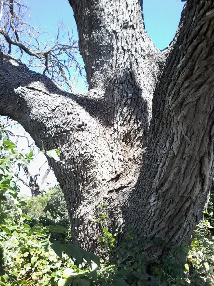 Affordable landscape design for outdoor upgrades in Dallas, TX by Green Tree Lawn Care Services