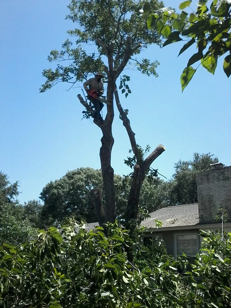 Local landscape installation for beautiful yards in Dallas, TX by Green Tree Lawn Care Services