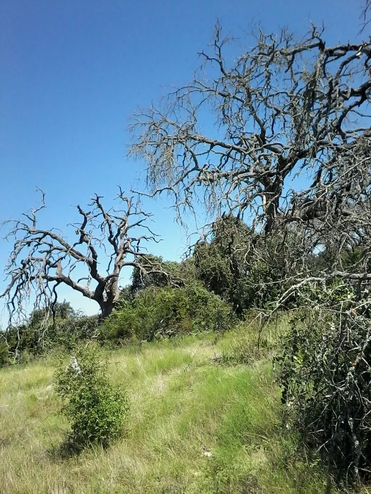 Affordable yard cleanup service near you across Dallas, TX - Green Tree Lawn Care Services