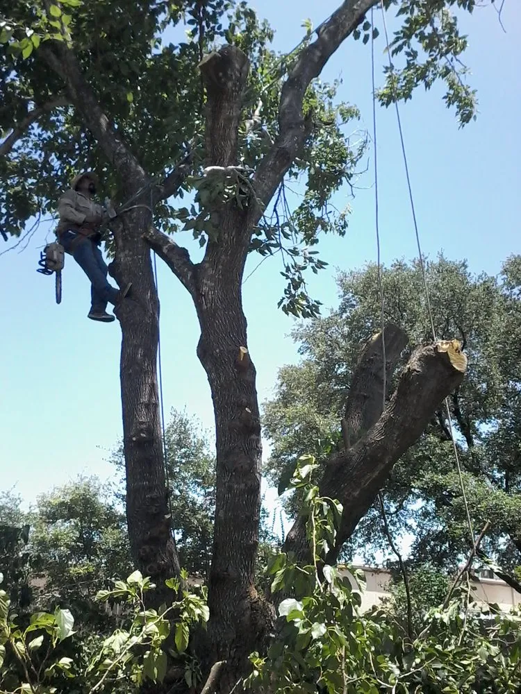 Top-rated landscape installation for outdoor upgrades across Dallas, TX - Green Tree Lawn Care Services