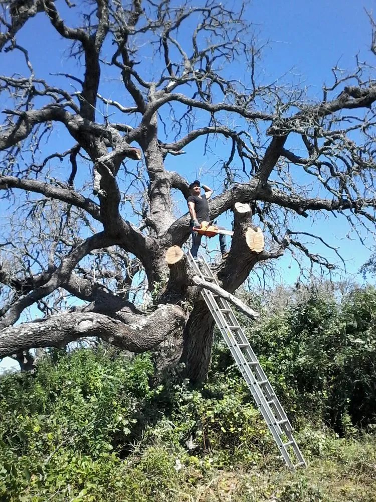 Expert garden landscaping near you across Dallas, TX - Green Tree Lawn Care Services