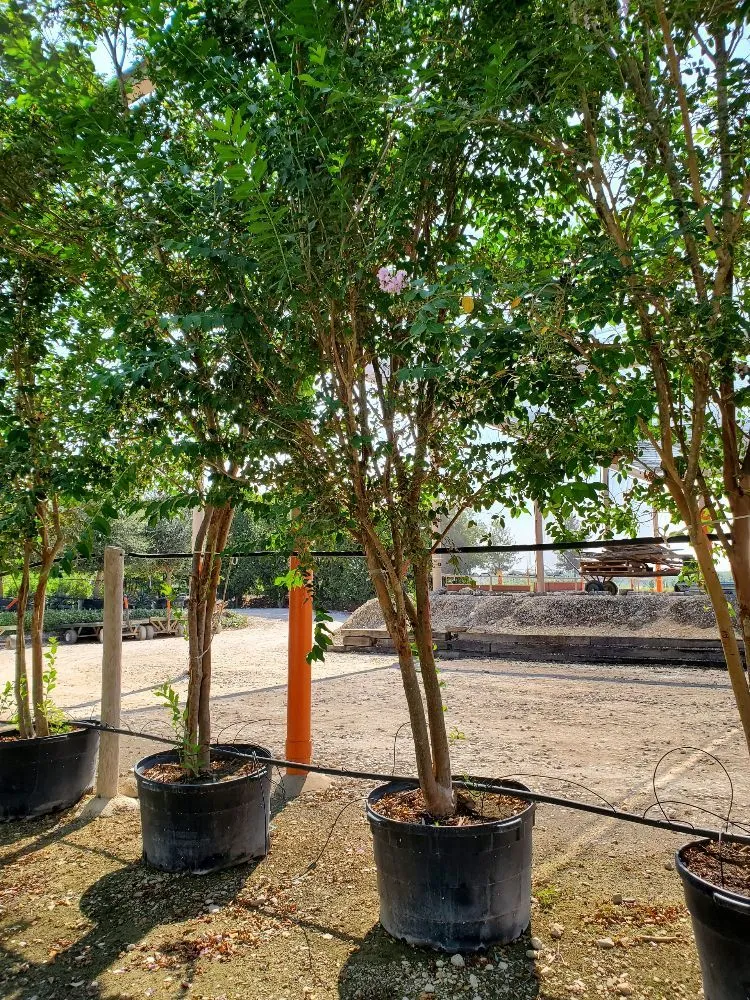 Custom lawn care service in Kyle, TX - Green Tree Service