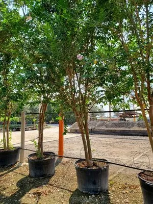 Green Tree Service Logo