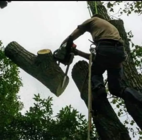 Expert landscaping services experts serving Nashville, TN - Green Tree Service