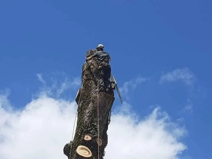 Local lawn mowing service in Nashville, TN - Green Tree Service